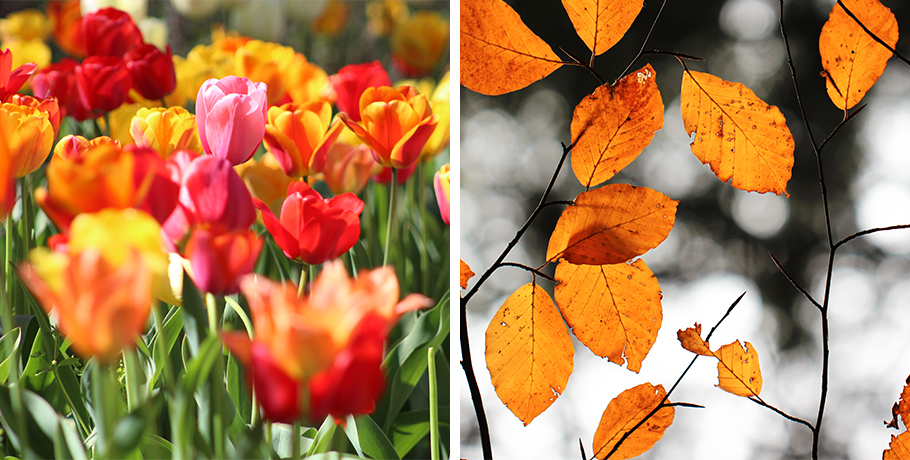 A tiroide no outono e na primavera